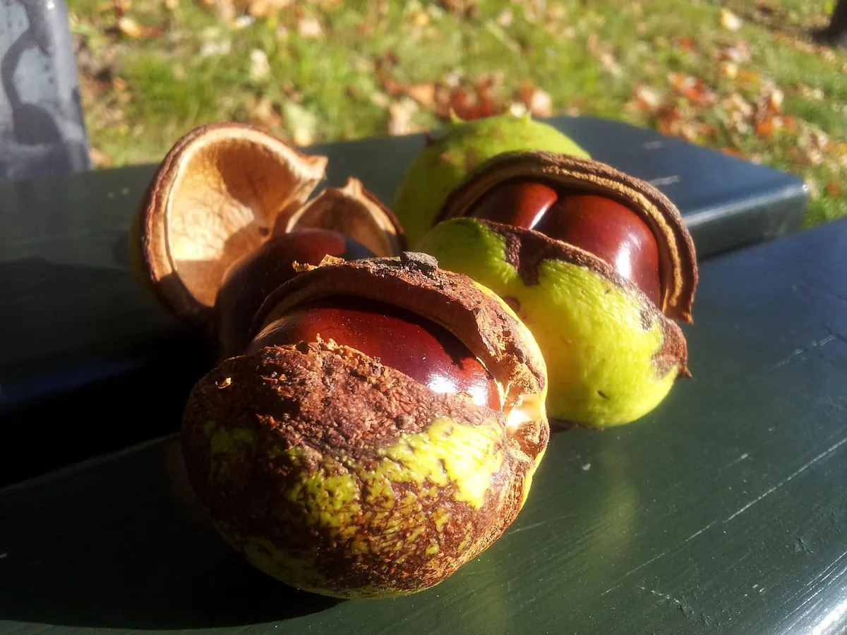 Common Conker Mistakes That Get You Knocked Out