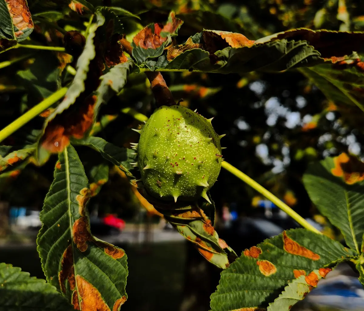 Conker Season Calendar: When to Forage, Dry and Drill in the UK