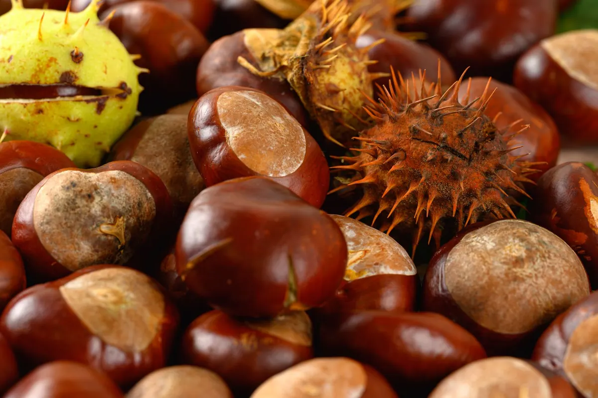 Conkers vs. Sweet Chestnuts: How to Identify Both